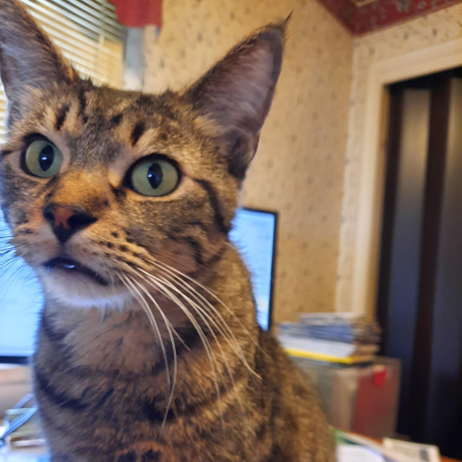 Junior, an adopted mixed breed in Omaha, NE image 2/5