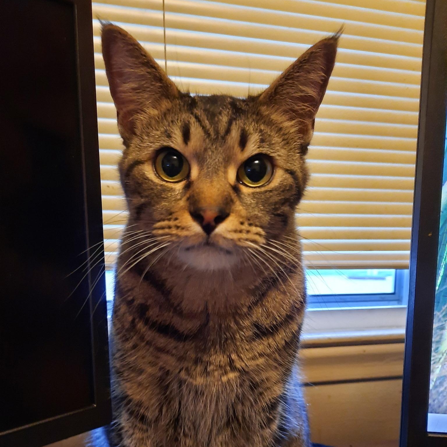 Junior, an adopted mixed breed in Omaha, NE image 5/5