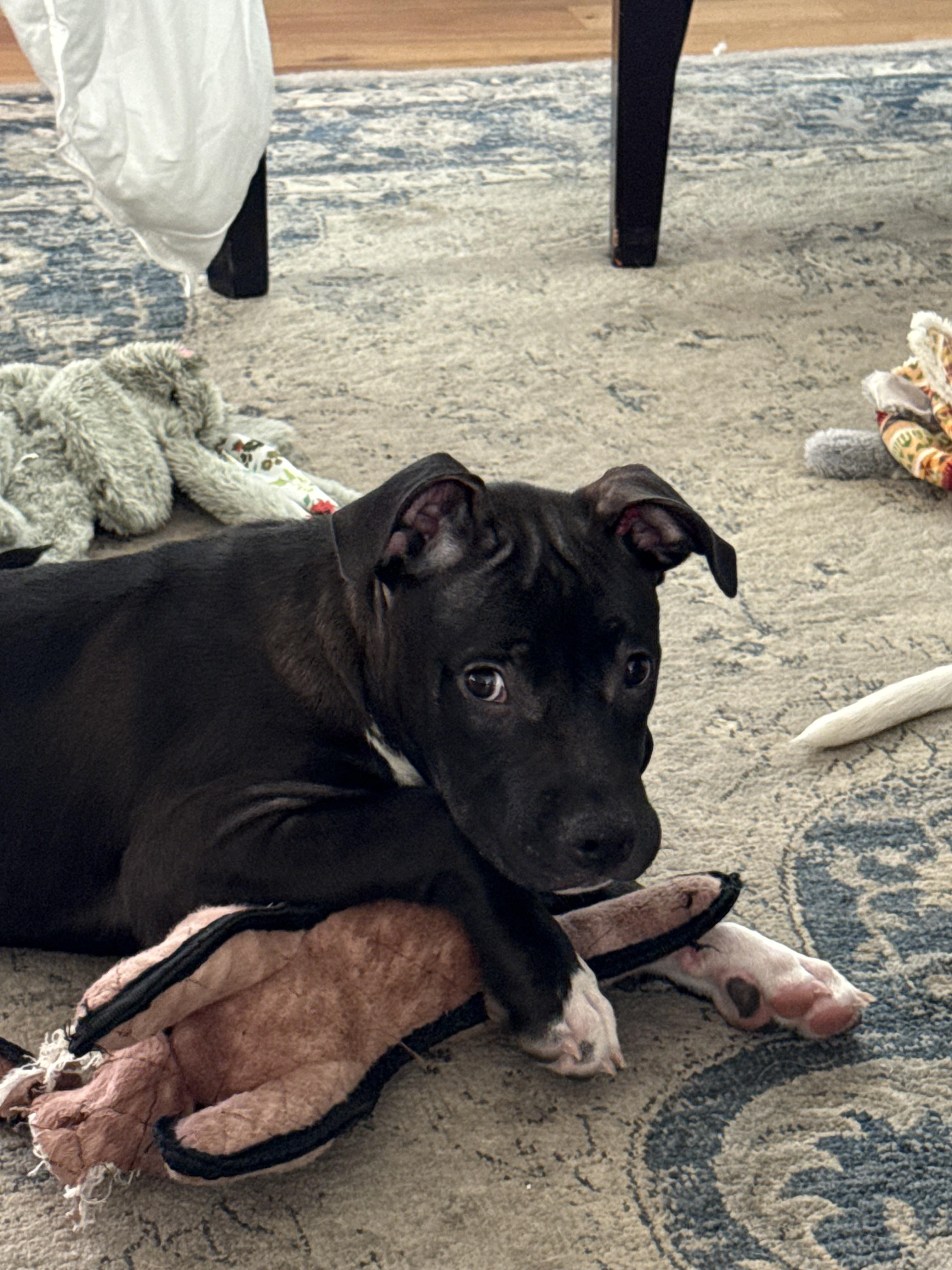 Penny, Baby Female Pit Bull Terrier