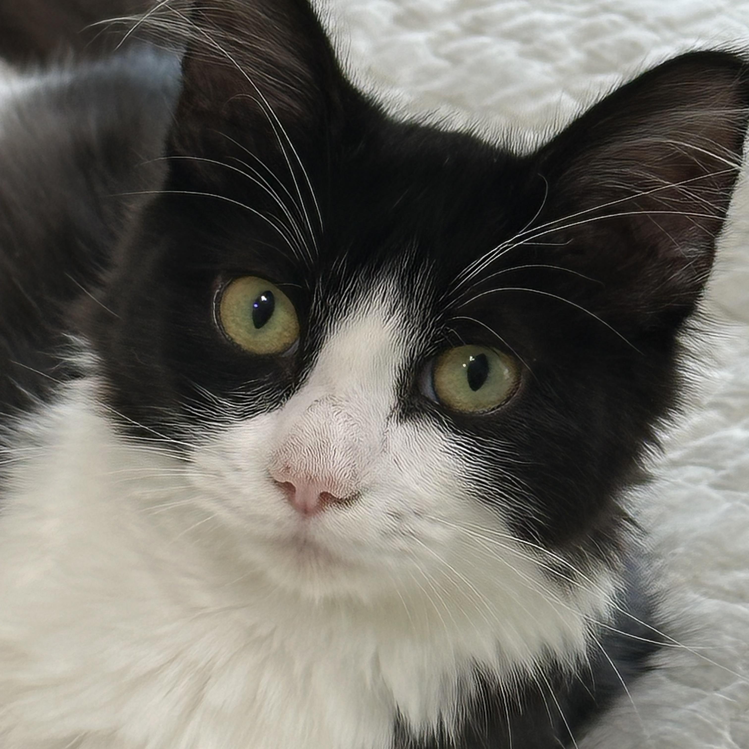 Enlarge Dolly - North Conroe Petsmart, a Adoptable Domestic Medium Hair in Conroe, TX image 4/4