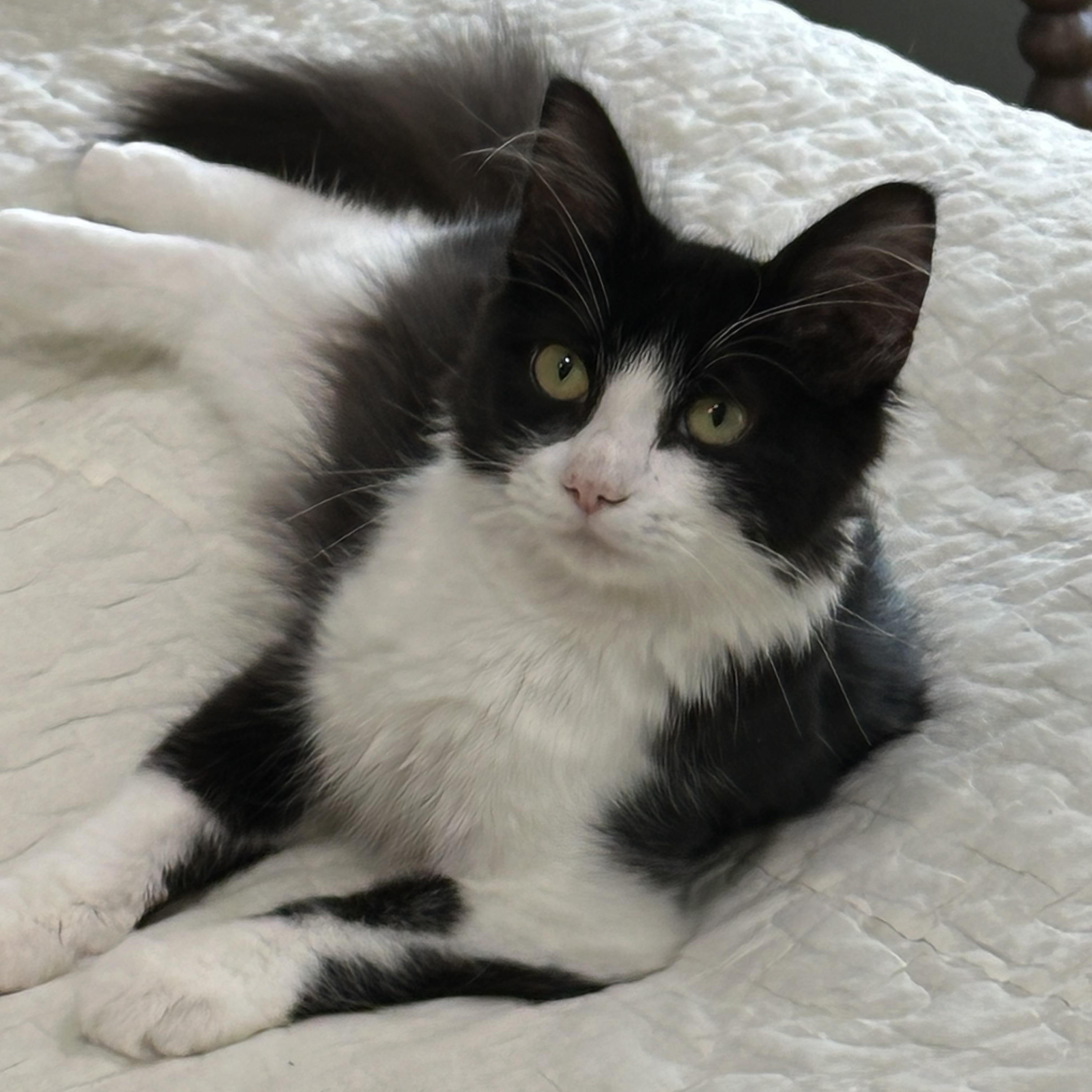 Enlarge Dolly - North Conroe Petsmart, a Adoptable Domestic Medium Hair in Conroe, TX image 1/4