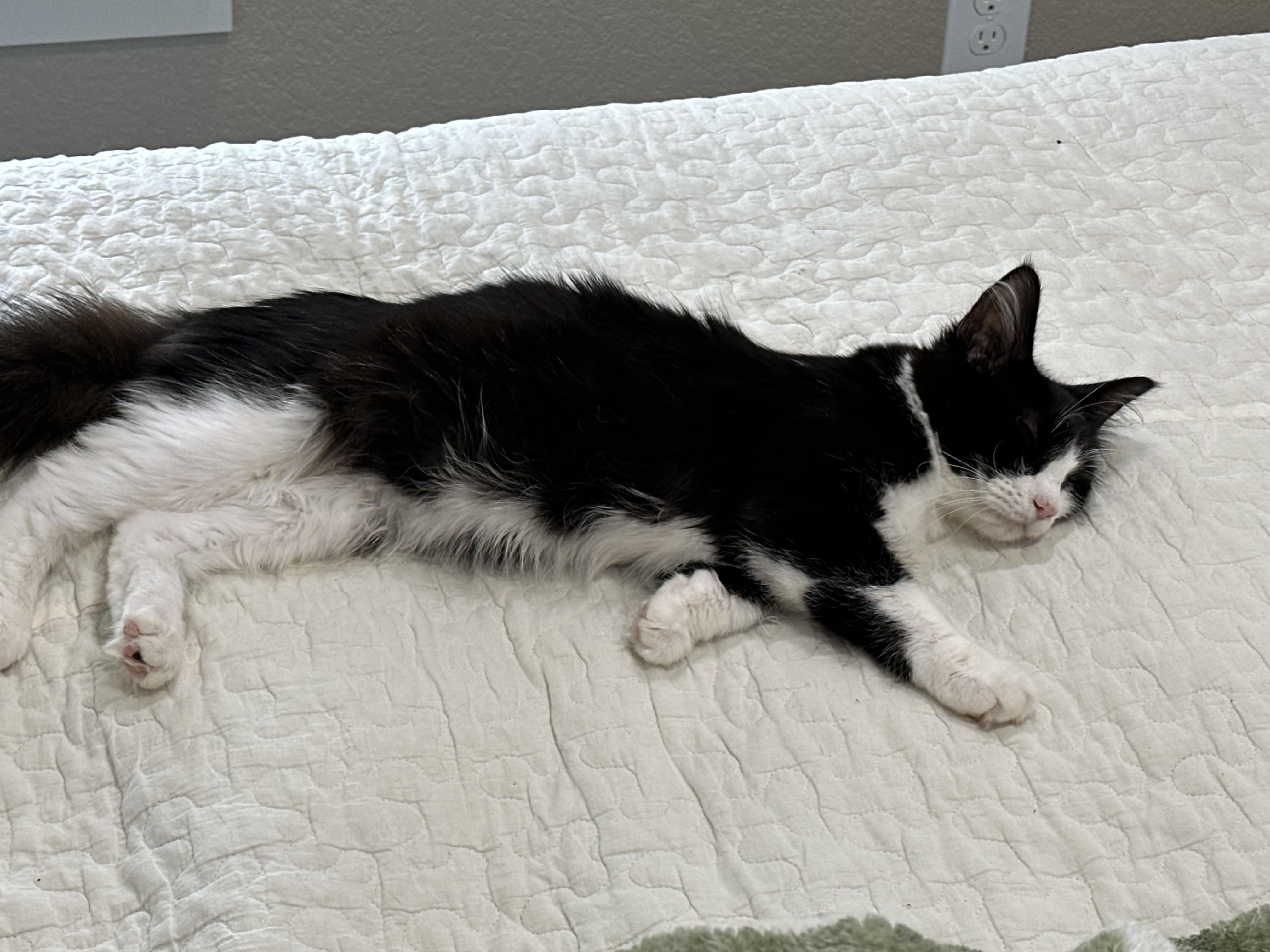 Enlarge Dolly - North Conroe Petsmart, a Adoptable Domestic Medium Hair in Conroe, TX image 3/4