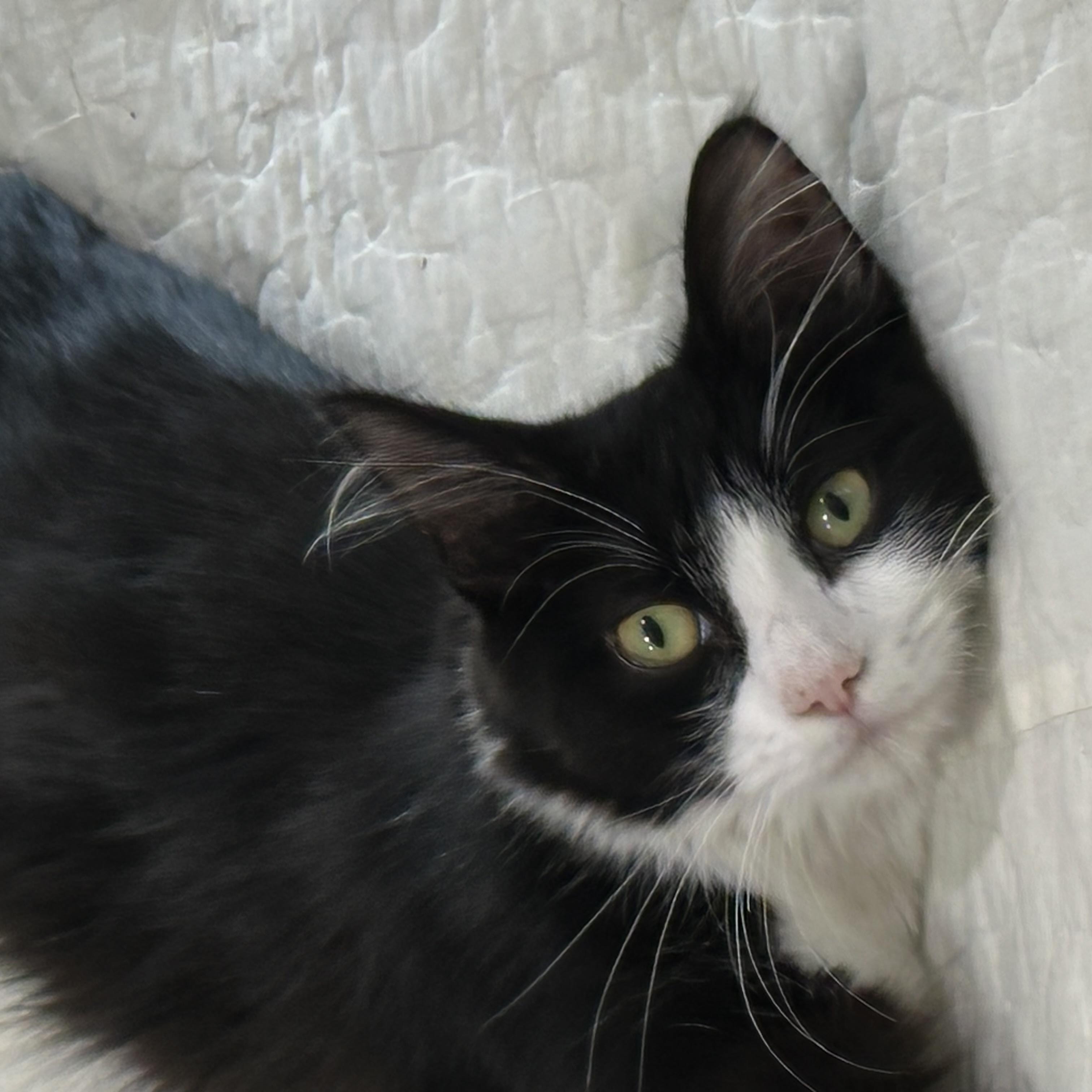 Enlarge Dolly - North Conroe Petsmart, a Adoptable Domestic Medium Hair in Conroe, TX image 2/4