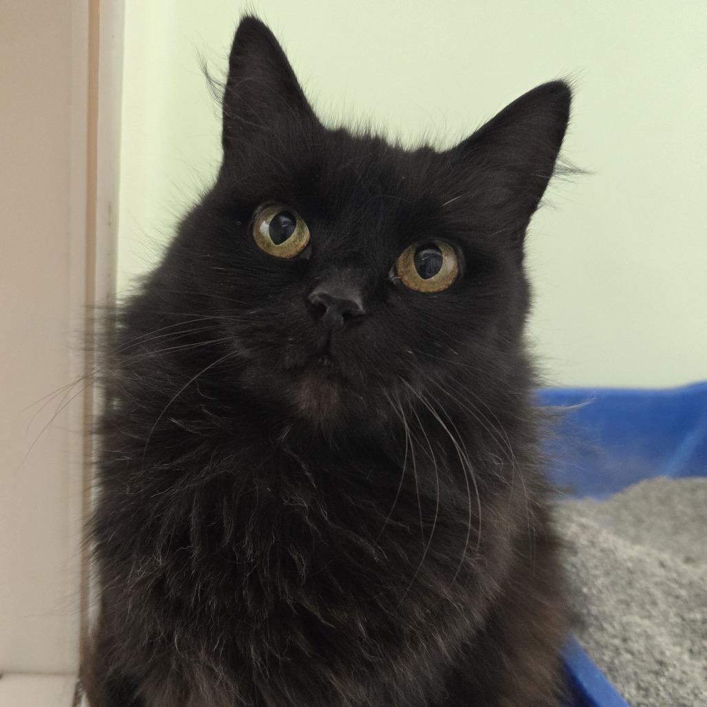 Enlarge Shadow, a Adoptable Domestic Long Hair in Tawas City, MI image 1/1