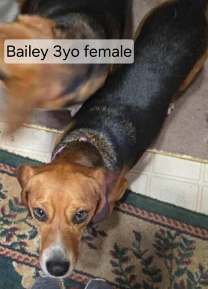 Bailey
