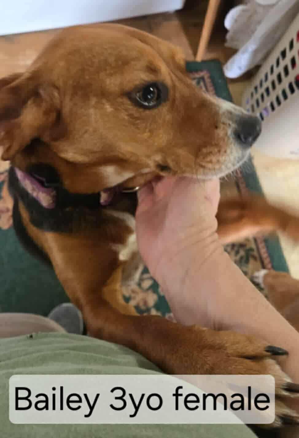 Bailey