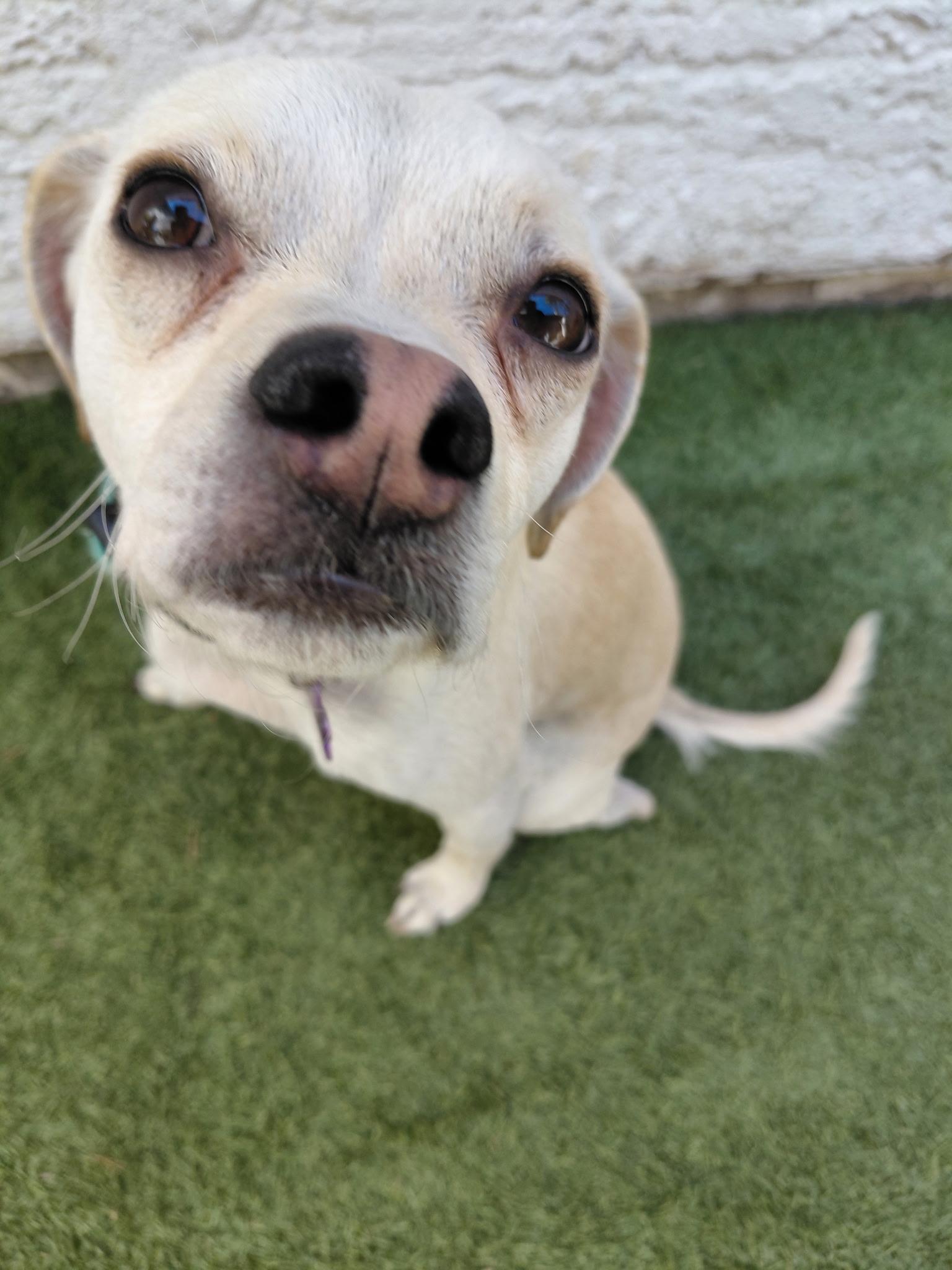 Enlarge Scout, a Adoptable Mixed Breed in Las Vegas, NV image 1/3