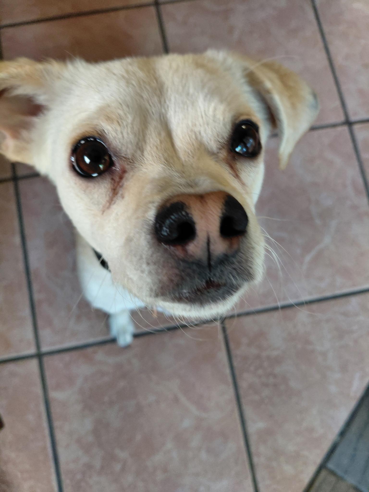 Enlarge Scout, a Adoptable Mixed Breed in Las Vegas, NV image 2/3