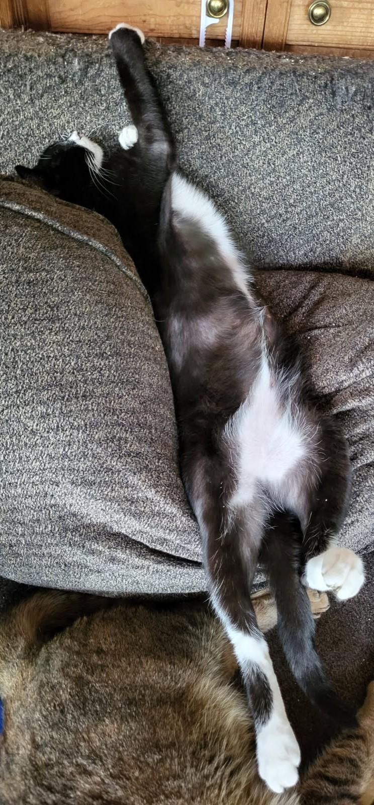 Sweet Gloria, Adoptable, Adult Female Domestic Short Hair.