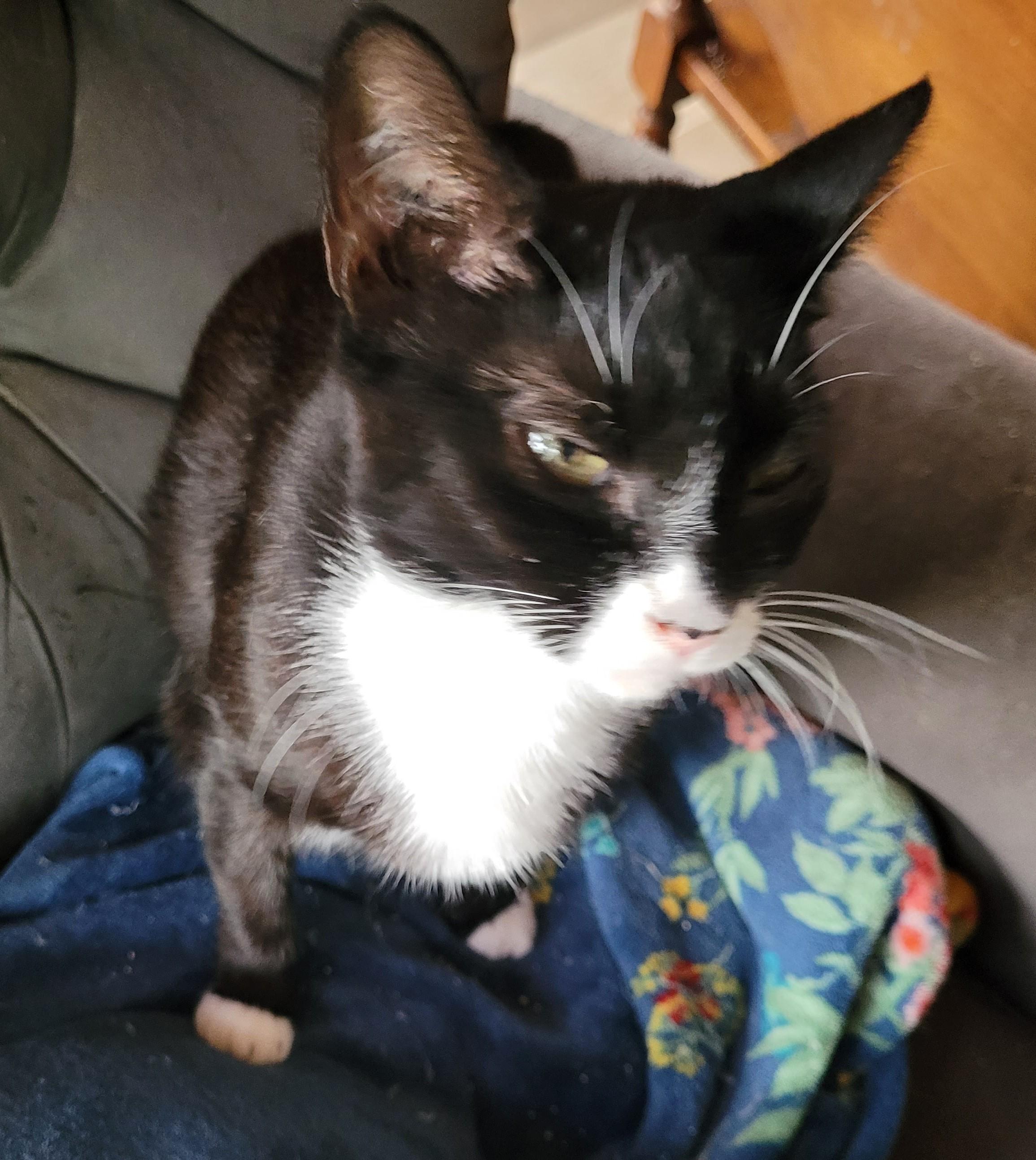 Enlarge Sweet Gloria, a Adoptable mixed breed in Toledo, OR image 2/2