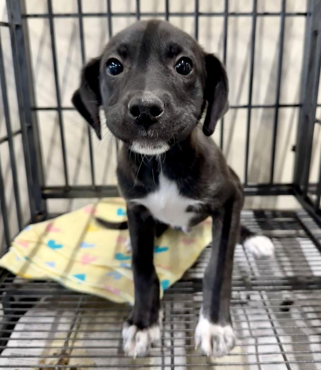 Zoltan, Adoptable, Puppy Male Labrador Retriever & Pit Bull Terrier.