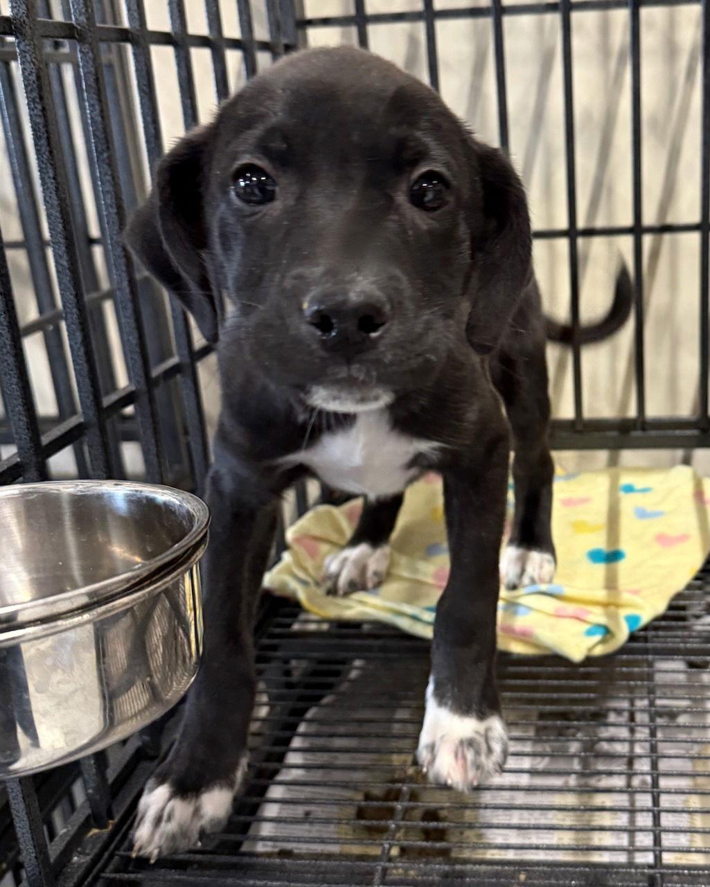 Zoltan, a Adoptable mixed breed in GILBERTS, IL image 2/3