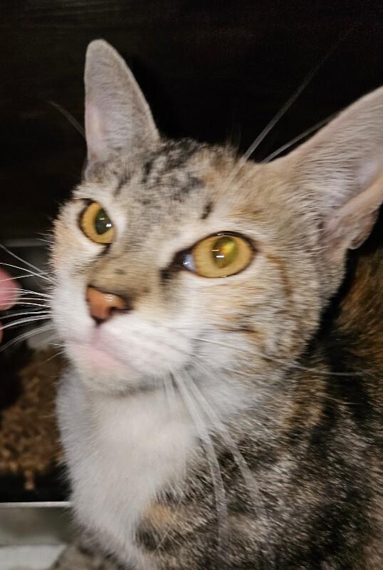 Pudding, Adoptable, Adult Female Tabby.