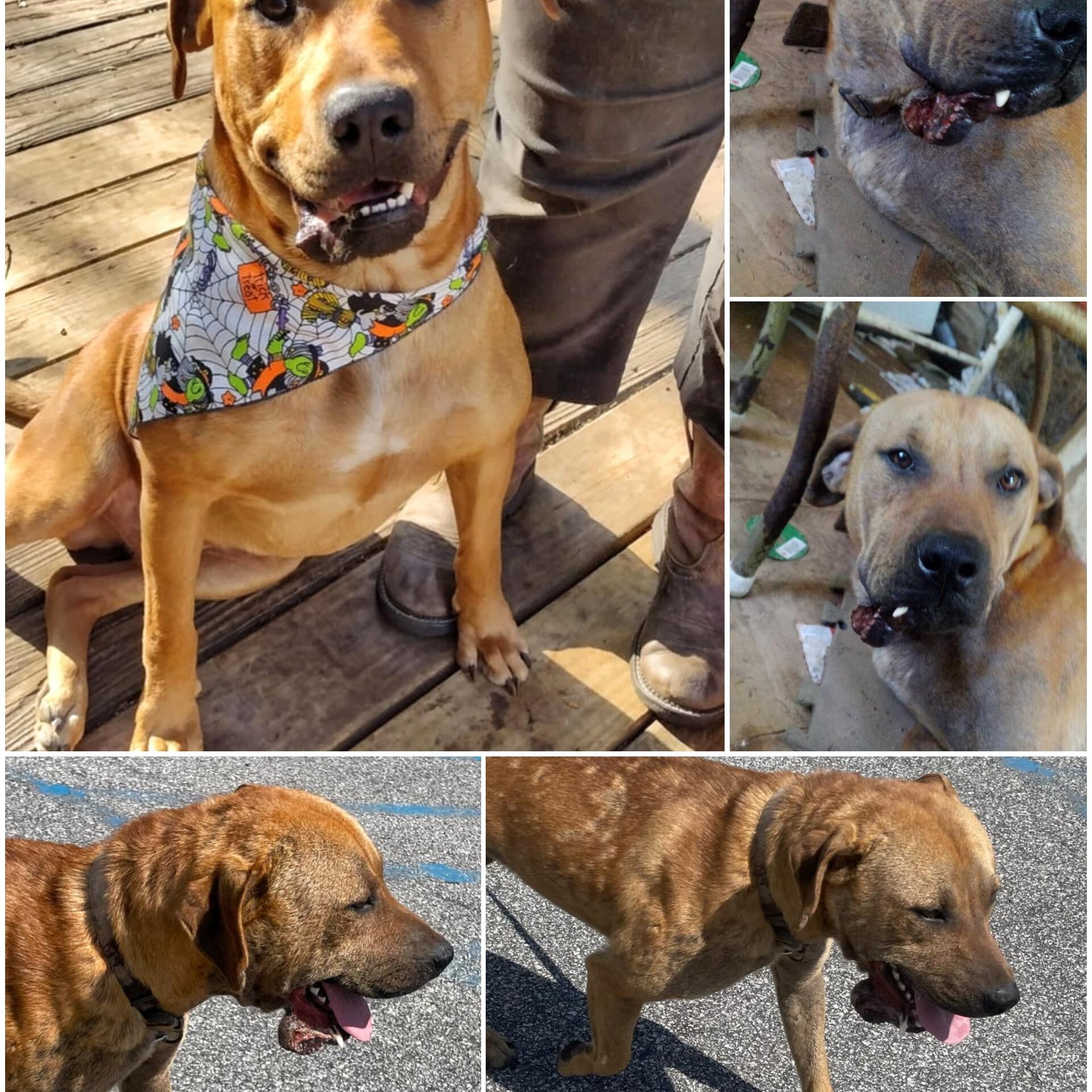 DUKE * WAIVED FEE, a Adopted mixed breed in batesburg-leesville, SC image 6/6