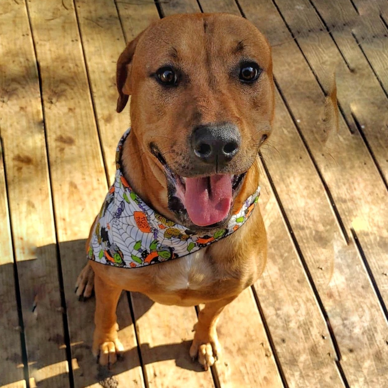 DUKE * WAIVED FEE, a Adopted mixed breed in batesburg-leesville, SC image 1/6