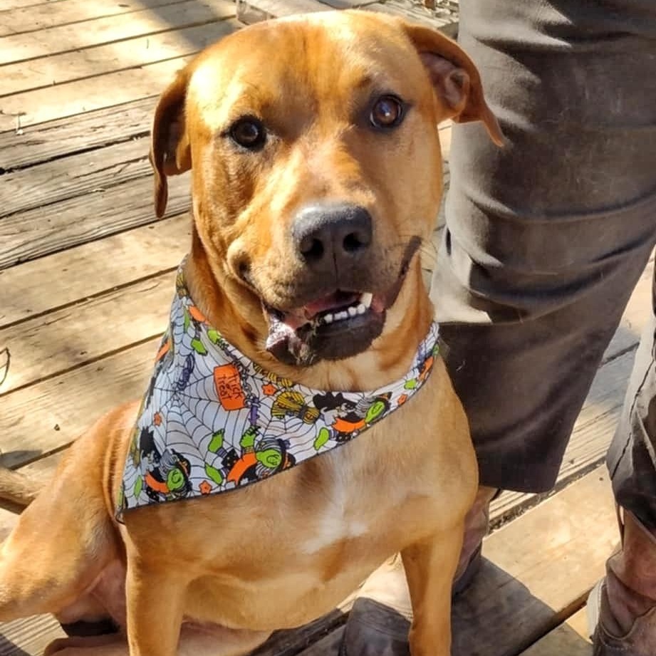 DUKE * WAIVED FEE, a Adopted mixed breed in batesburg-leesville, SC image 3/6