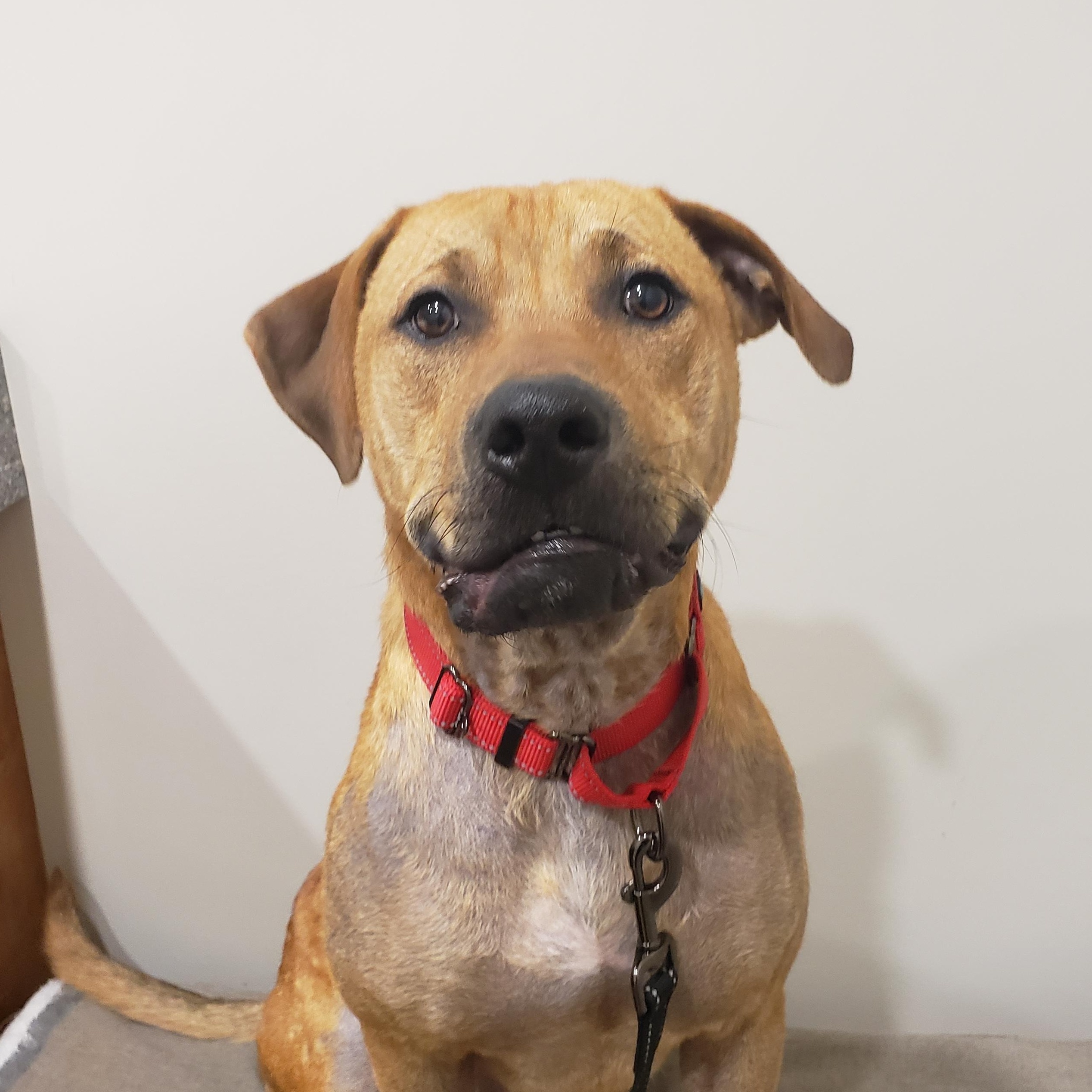 DUKE * WAIVED FEE, a Adopted mixed breed in batesburg-leesville, SC image 2/6