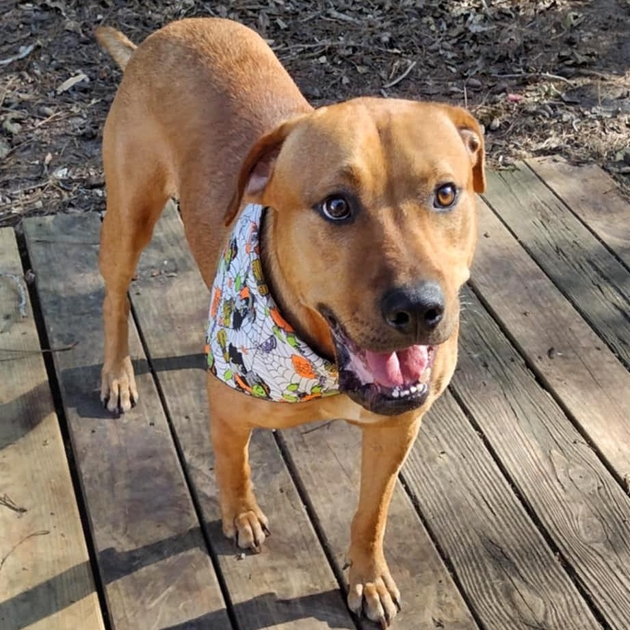 DUKE * WAIVED FEE, a Adopted mixed breed in batesburg-leesville, SC image 5/6