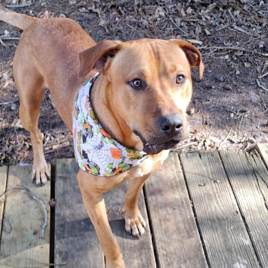 DUKE * WAIVED FEE, a Adopted mixed breed in batesburg-leesville, SC image 4/6