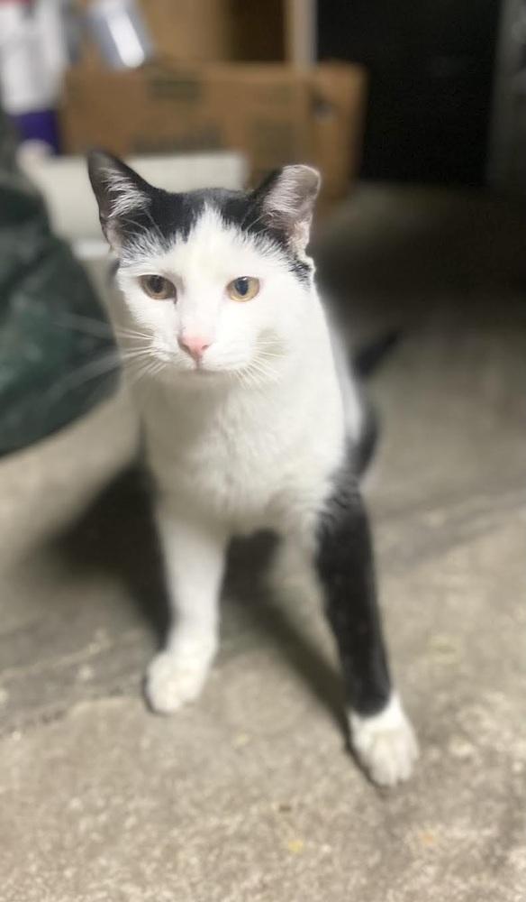 TJ, Adoptable, Young Male Domestic Short Hair.