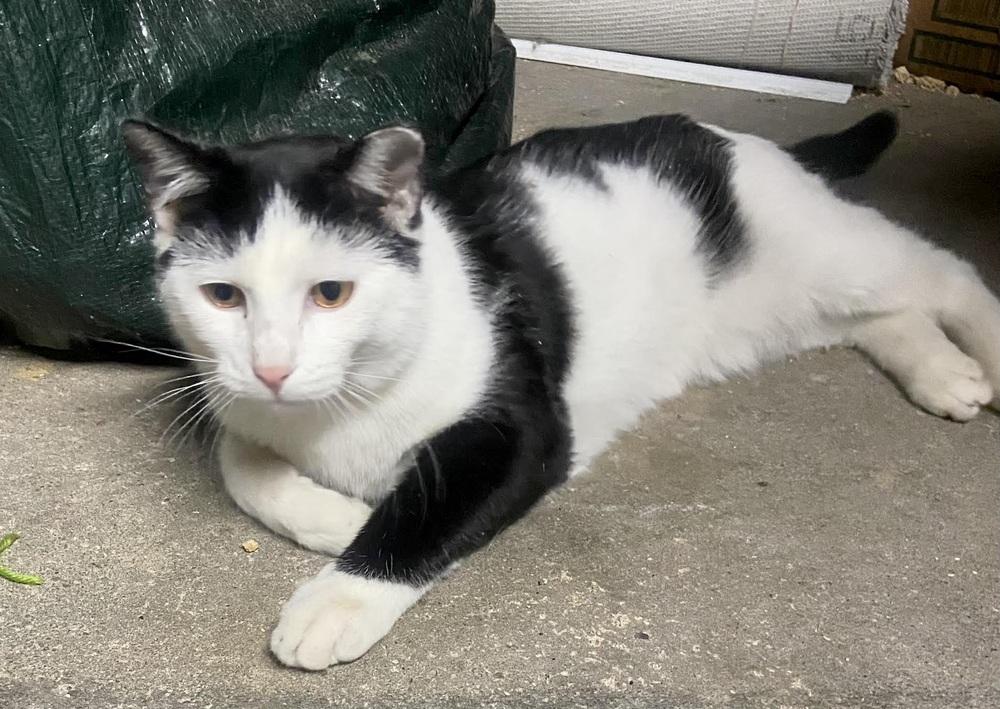 Enlarge TJ, a Adoptable Domestic Short Hair in Patchogue, NY image 2/6