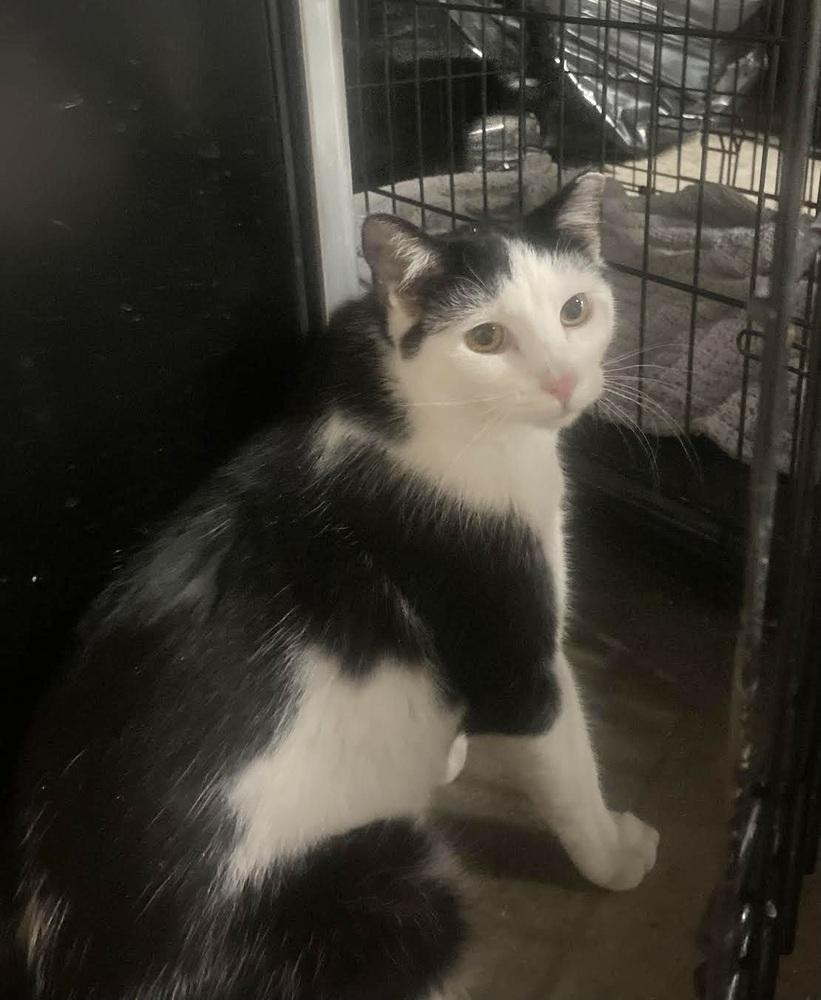 Enlarge TJ, a Adoptable Domestic Short Hair in Patchogue, NY image 3/6