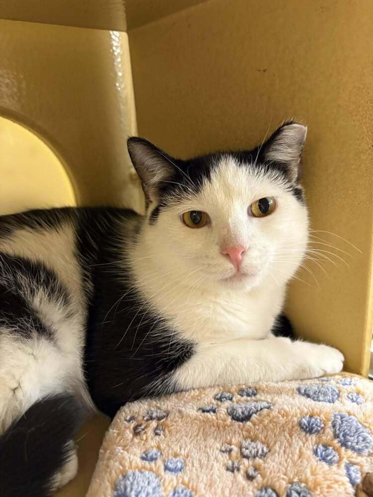 Enlarge TJ, a Adoptable Domestic Short Hair in Patchogue, NY image 4/6