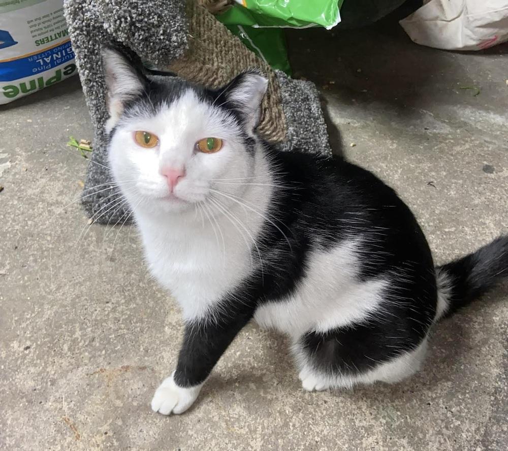 Enlarge TJ, a Adoptable Domestic Short Hair in Patchogue, NY image 5/6