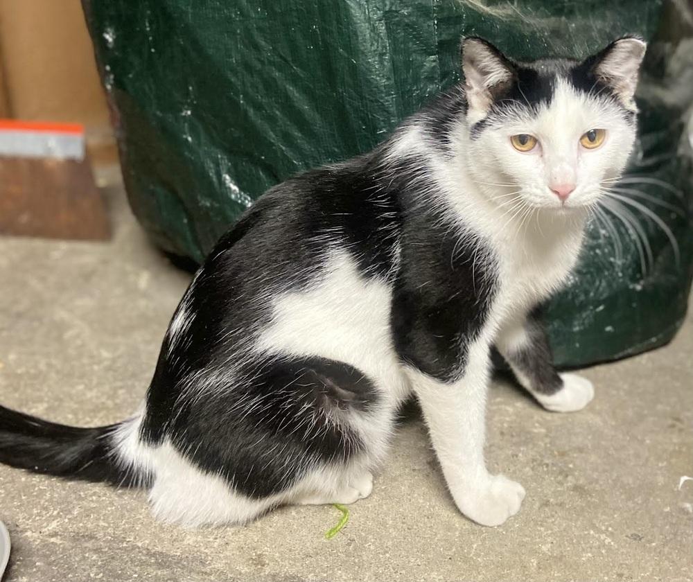 Enlarge TJ, a Adoptable Domestic Short Hair in Patchogue, NY image 6/6