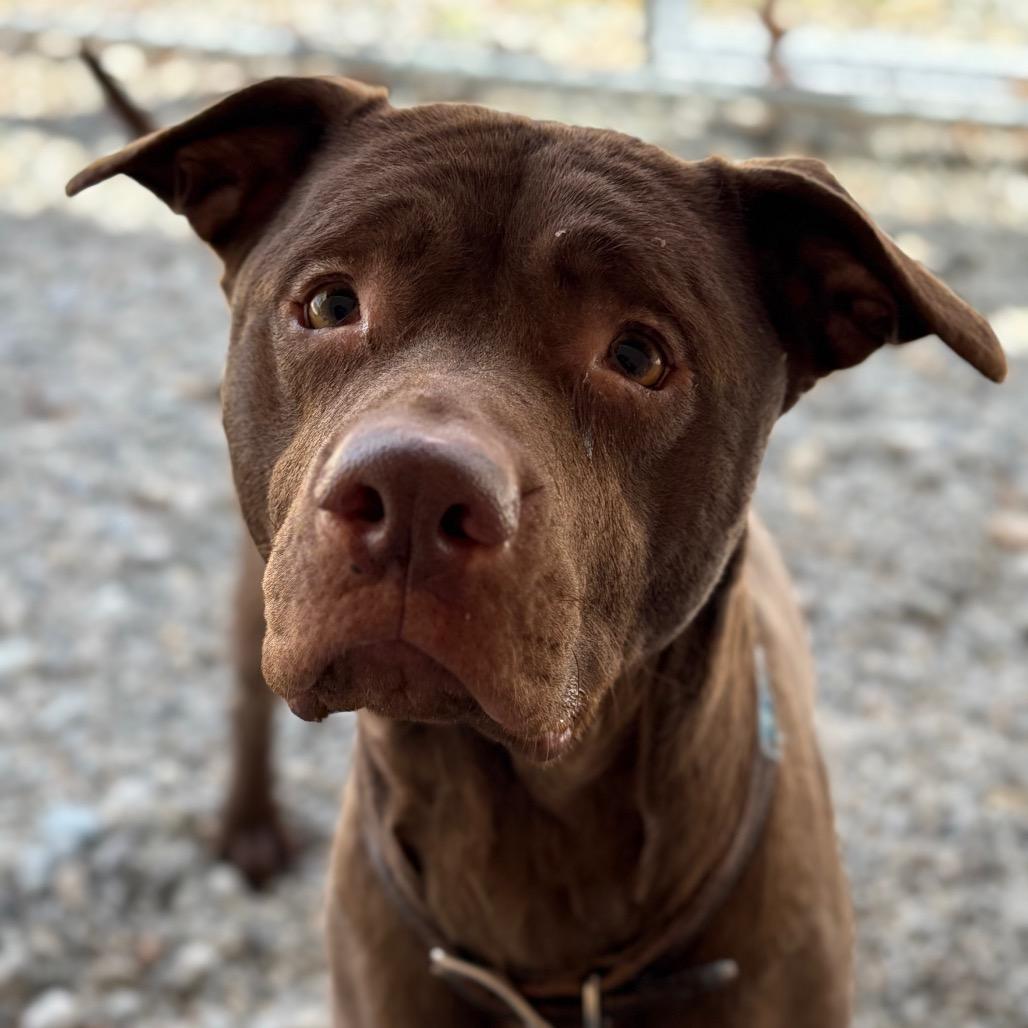 Enlarge Baisel, a Adoptable mixed breed in Enfield, NH image 1/4