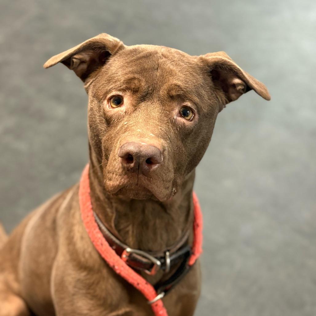 Enlarge Baisel, a Adoptable mixed breed in Enfield, NH image 2/4