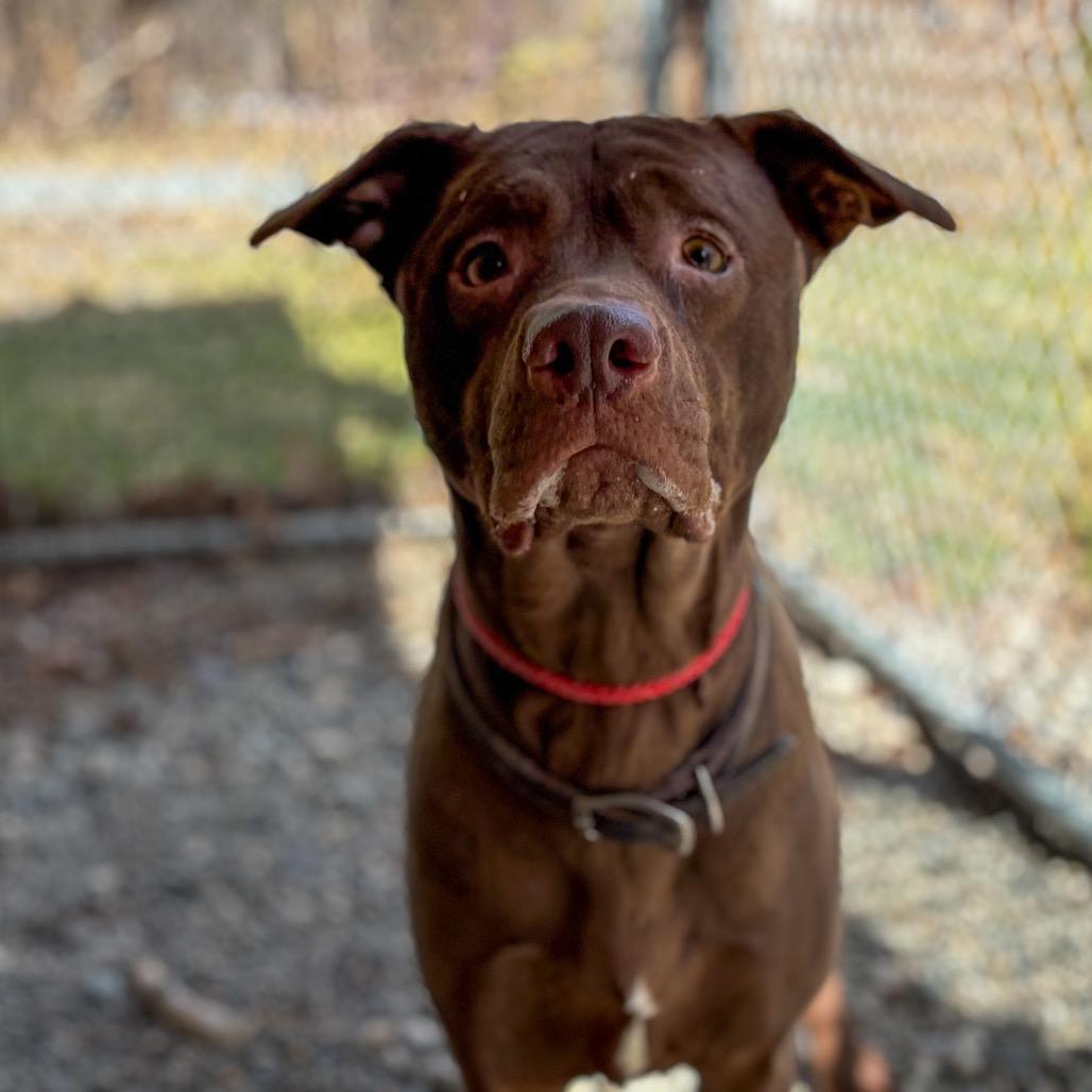 Enlarge Baisel, a Adoptable mixed breed in Enfield, NH image 3/4
