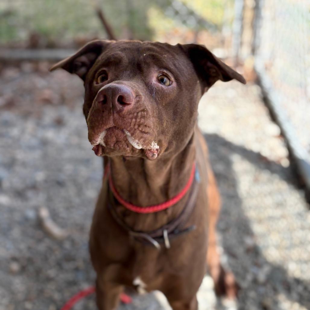 Enlarge Baisel, a Adoptable mixed breed in Enfield, NH image 4/4