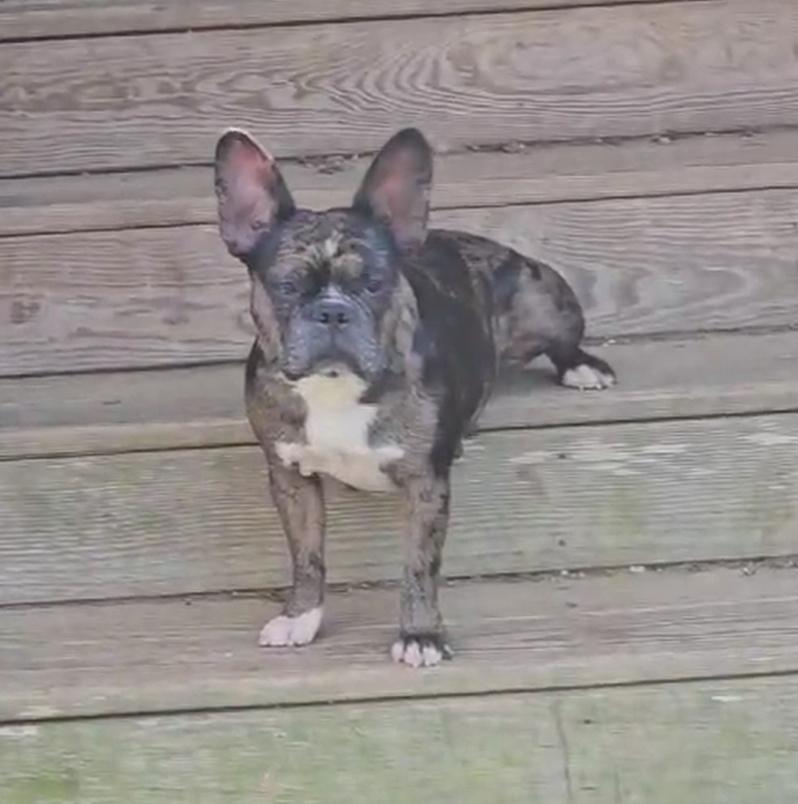 Marrin Rose   thumbnail 5