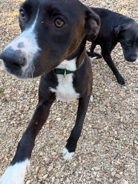 Cecilia 26, Adoptable, Puppy Female Labrador Retriever & Staffordshire Bull Terrier.