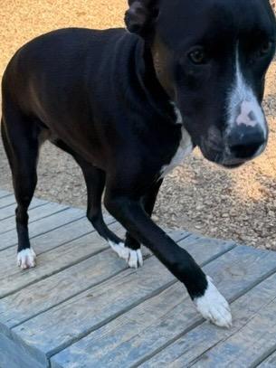 Enlarge Cecilia 26, a Adoptable mixed breed in Brookhaven, MS image 2/4