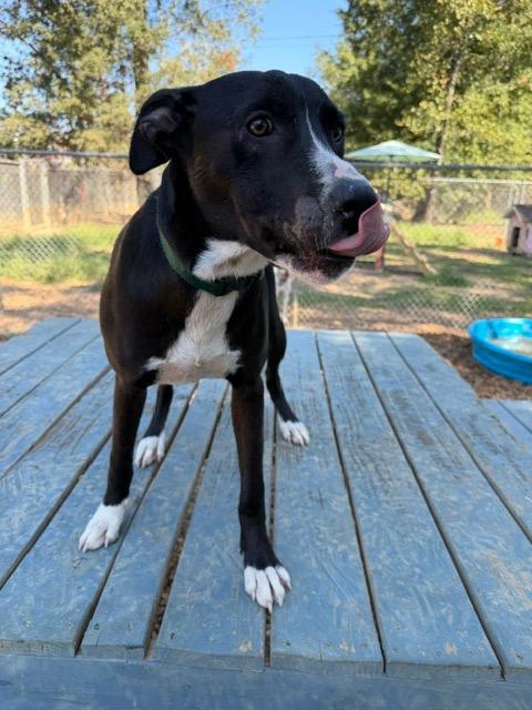 Enlarge Cecilia 26, a Adoptable mixed breed in Brookhaven, MS image 3/4