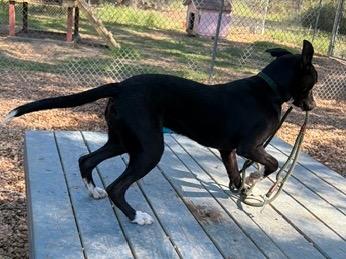 Enlarge Cecilia 26, a Adoptable mixed breed in Brookhaven, MS image 4/4
