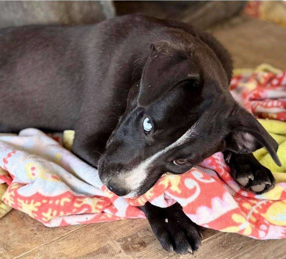 Harper Lea Tucker, Adopted, Young Female Catahoula Leopard Dog & Terrier.