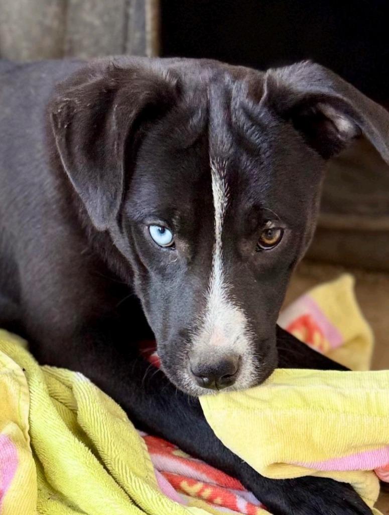 Harper Lea Tucker, a Adopted mixed breed in El Dorado, AR image 3/6