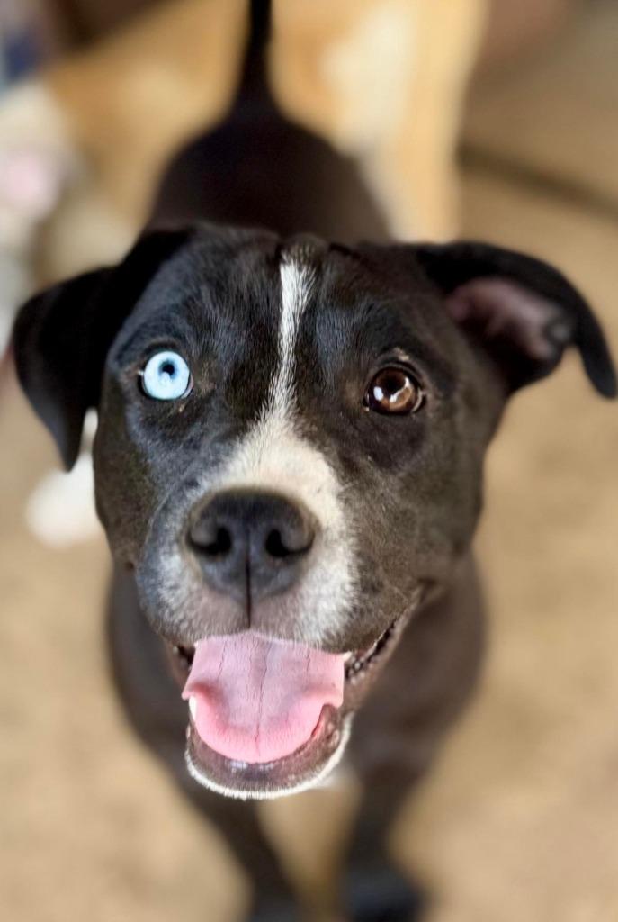 Harper Lea Tucker, a Adopted mixed breed in El Dorado, AR image 5/6