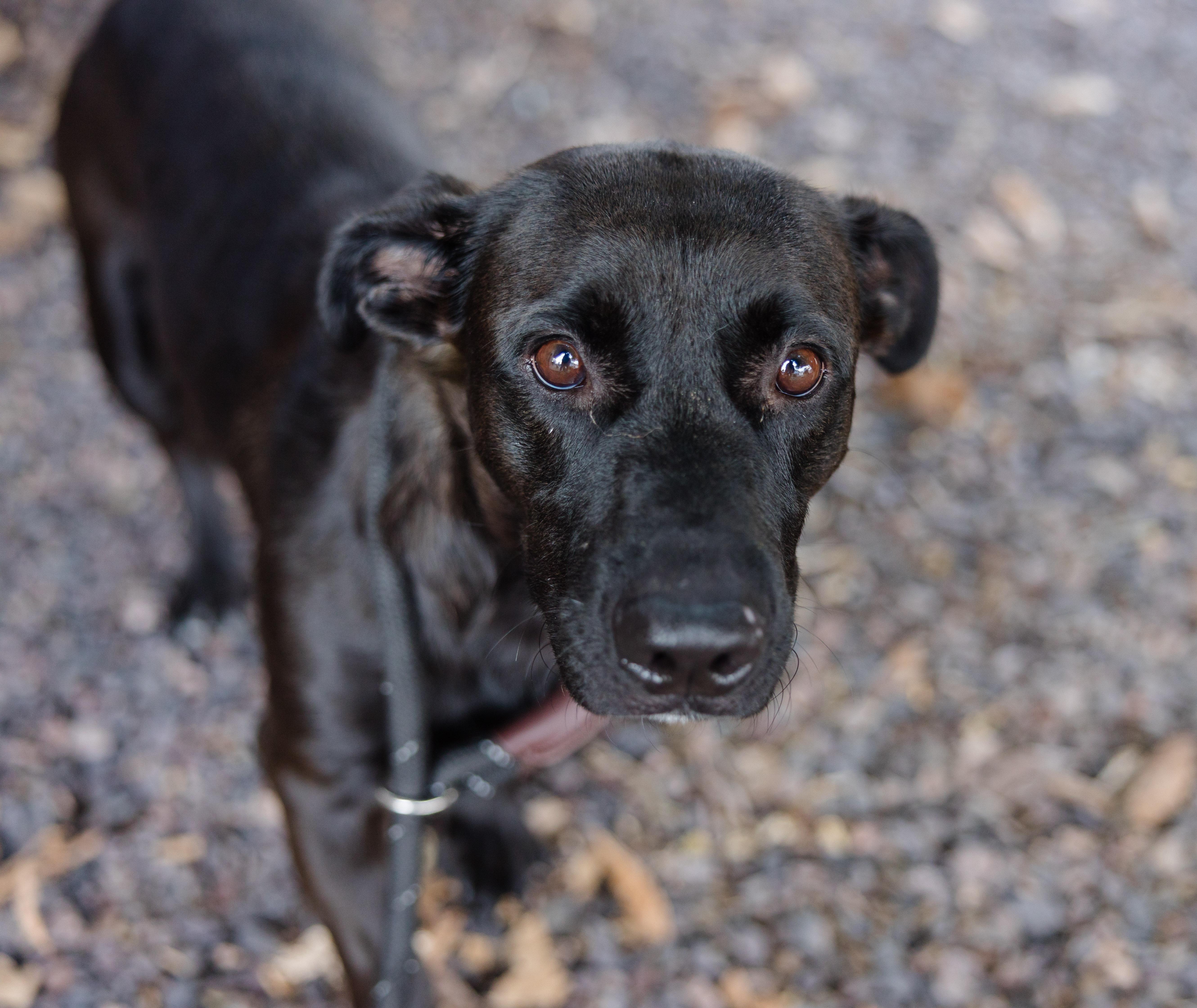 Missy, Adoptable, Adult Female German Shepherd Dog & Basset Hound.