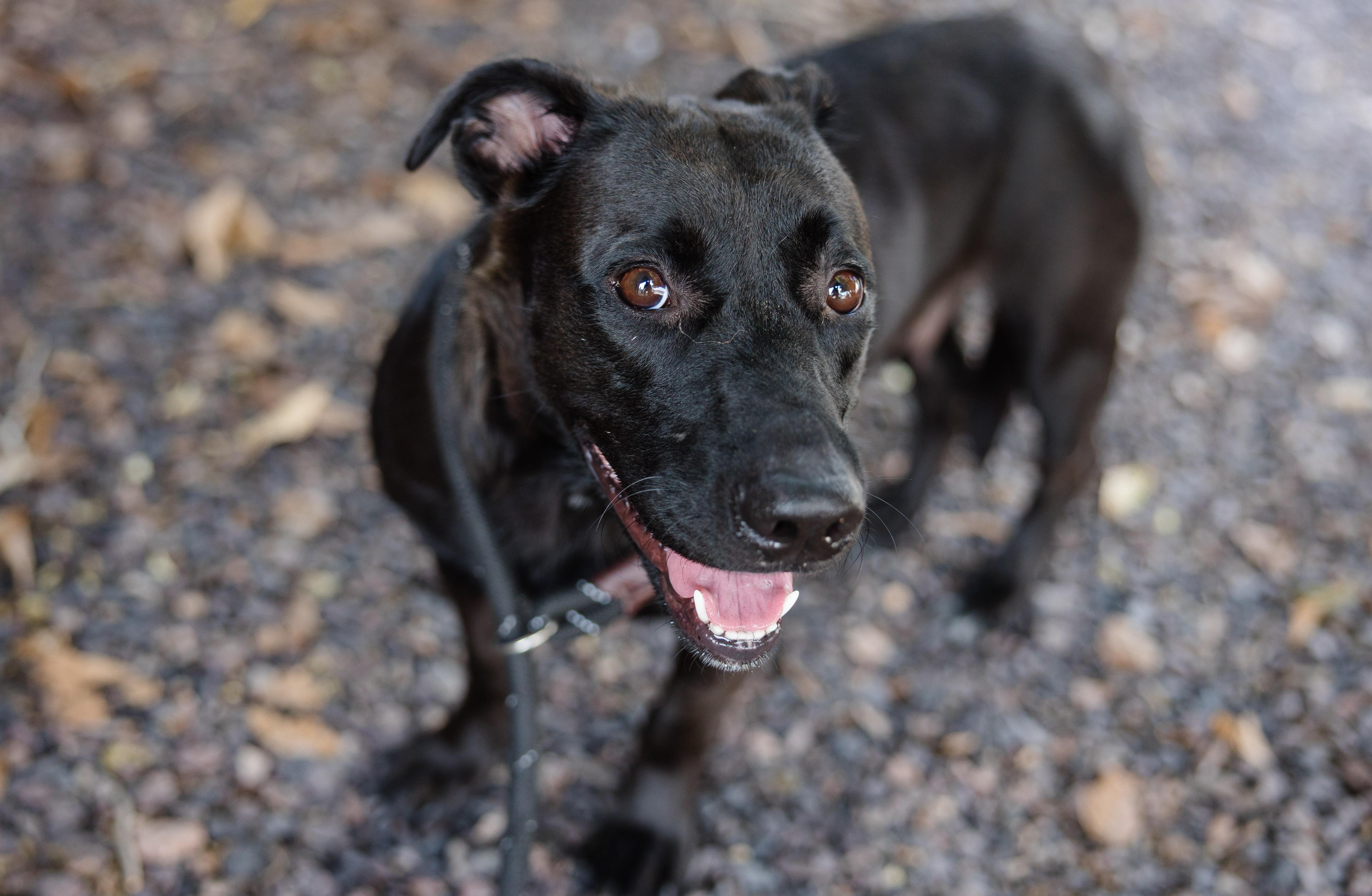 Enlarge Missy, a Adoptable mixed breed in Newburgh, IN image 2/3