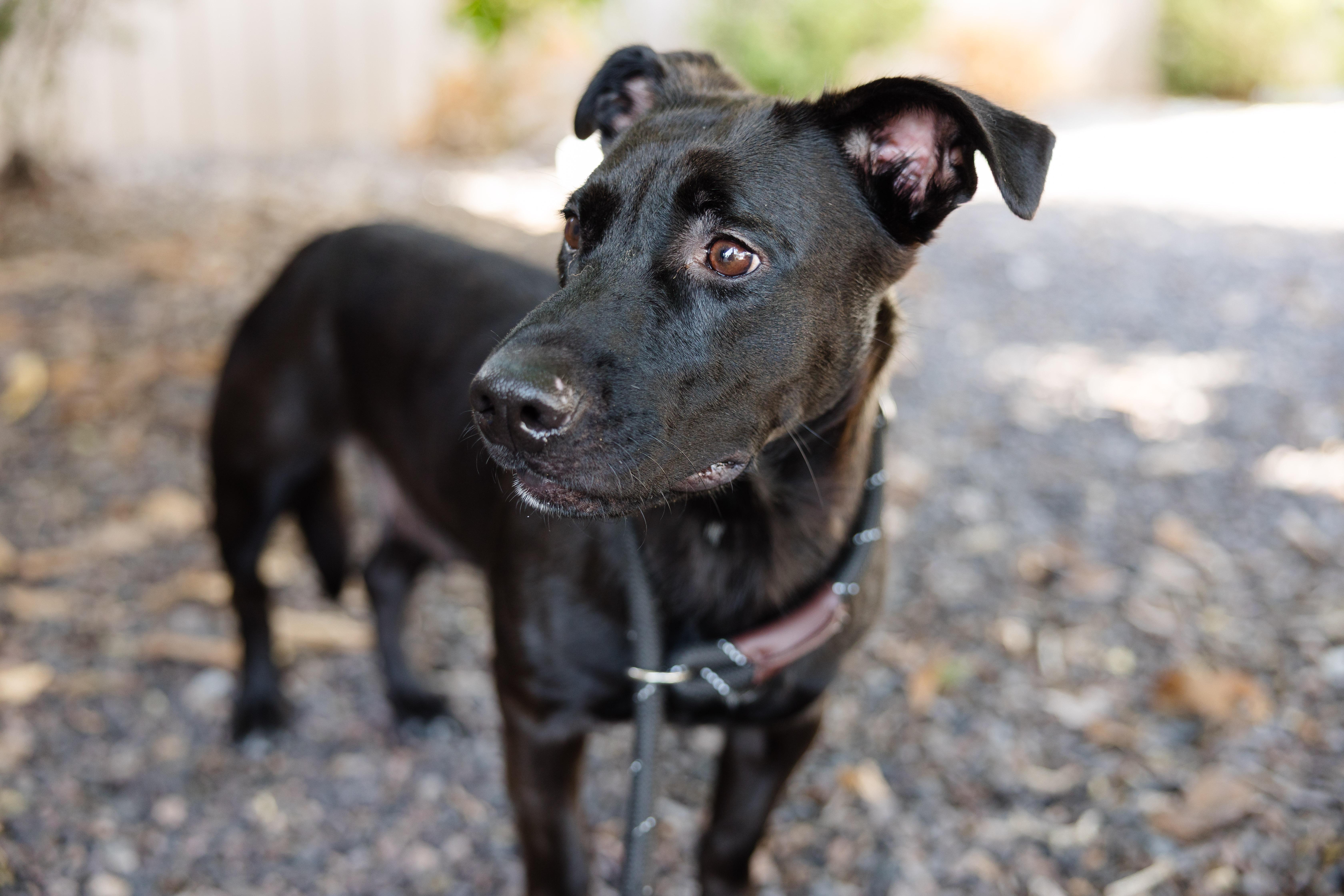 Enlarge Missy, a Adoptable mixed breed in Newburgh, IN image 3/3
