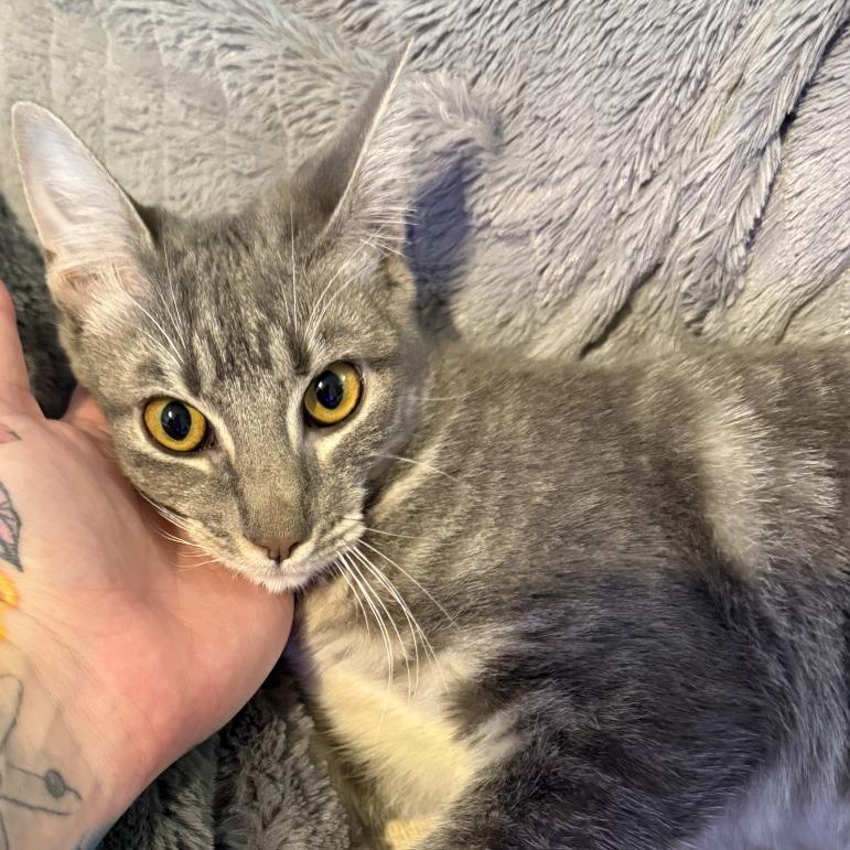 Holly, a Adoptable Domestic Short Hair in Houston, TX image 2/4