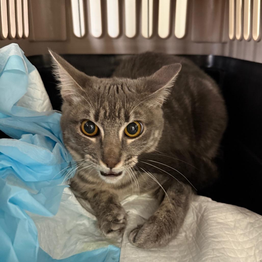 Holly, a Adoptable Domestic Short Hair in Houston, TX image 3/4