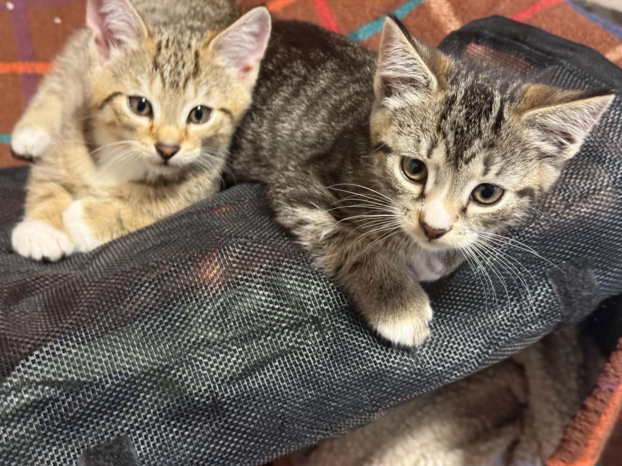 Enlarge Mary & Pippin, a Adoptable Domestic Short Hair in Westfield, MA image 1/1