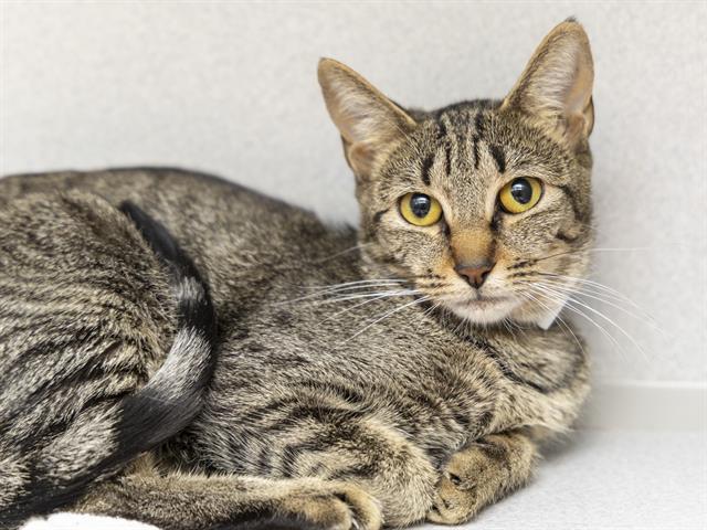 Enlarge SISSY, a Adoptable Domestic Short Hair in Phoenix, AZ image 1/1