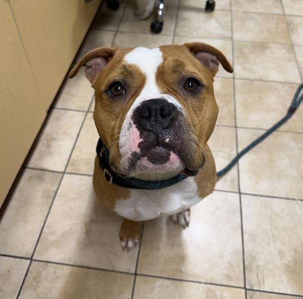 Chum Chum, a Adoptable mixed breed in Troutdale, OR image 1/6