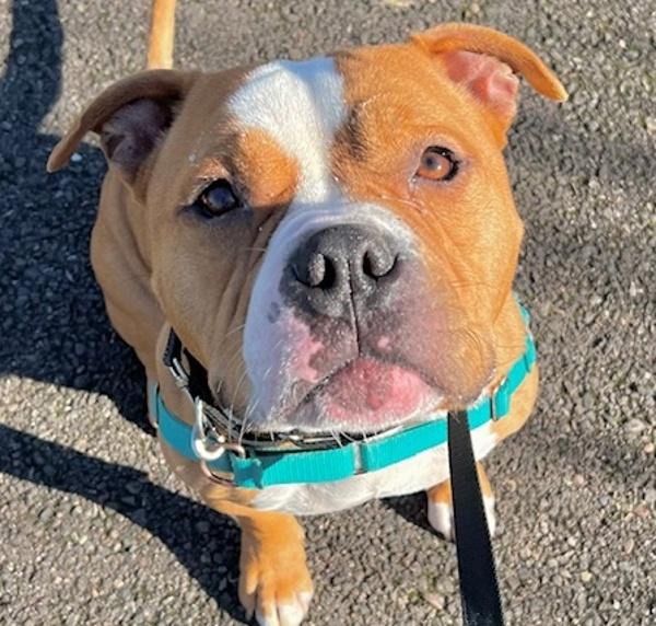 Chum Chum, a Adoptable mixed breed in Troutdale, OR image 4/6